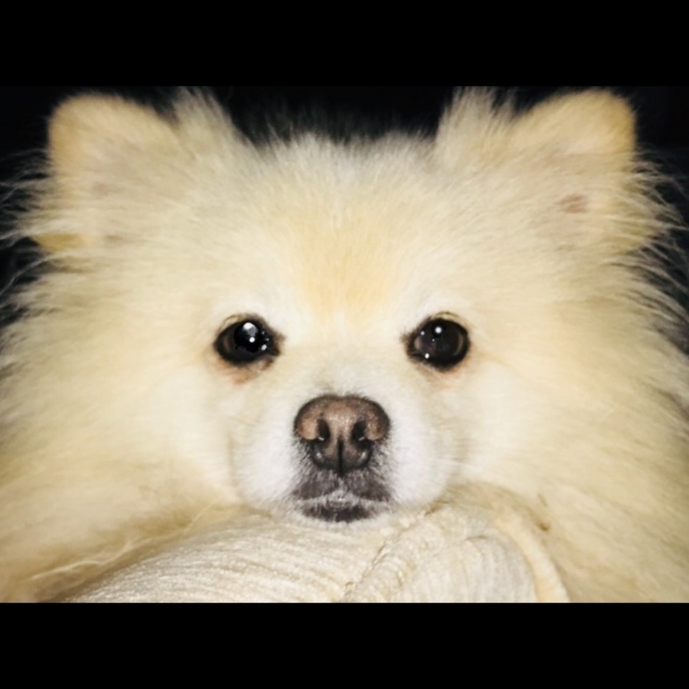 Meet your Posher, Josephine